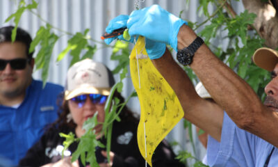brigadistas colocan trampa para la mosca del GBG